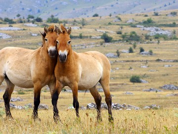 Kharkhorin And Khustai National Park Tour